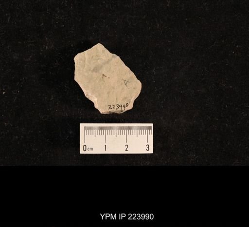 Dichentomum tinctum
