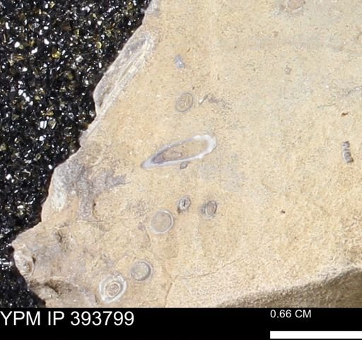 undet. Serpulidae
