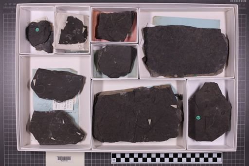 mixed taxa, stratigraphic collection