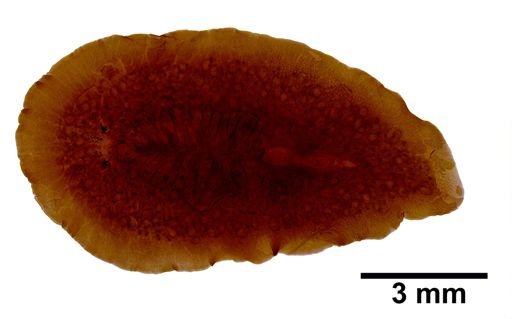 Pleioplana atomata