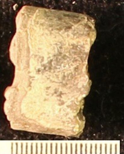 Baculites