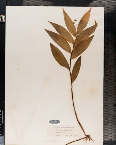 Maianthemum