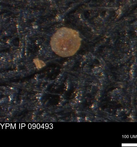 undet. Foraminiferida