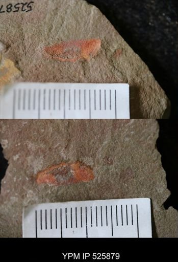 undet. Porifera