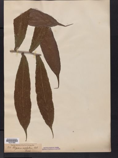 Dryopteris