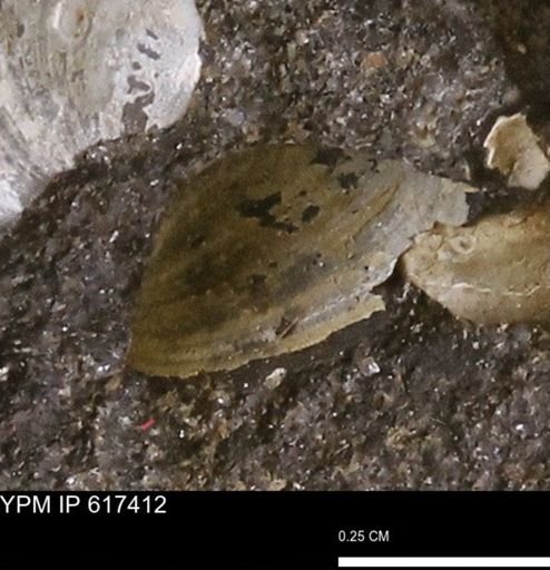 undet. Bivalvia