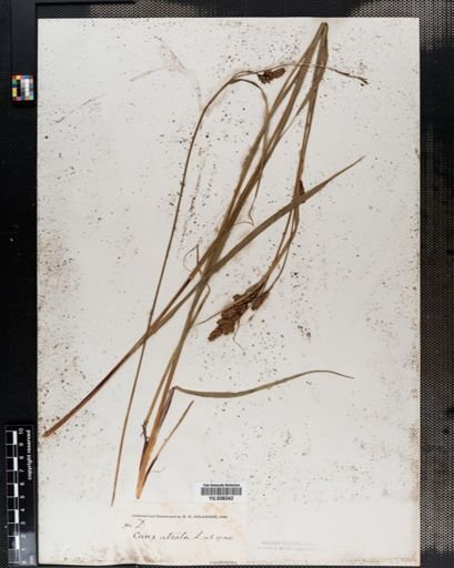 Carex