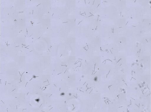 Agelas sp.