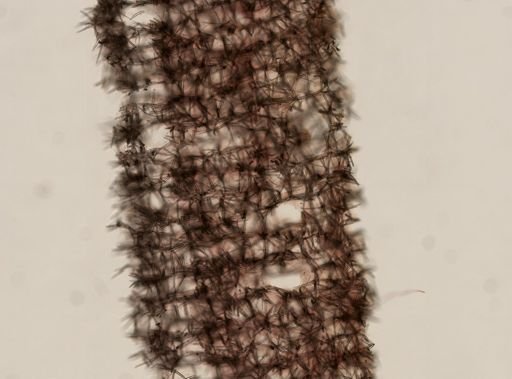 Clathria originalis