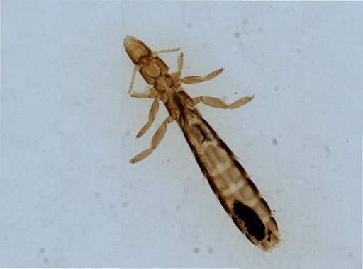 Columbicola columbae