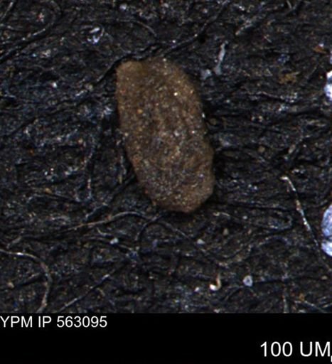 Miliammina manitobensis