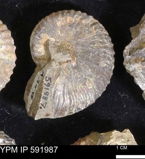 Jeletzkytes nebrascensis