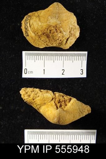 Reticularia fimbriata