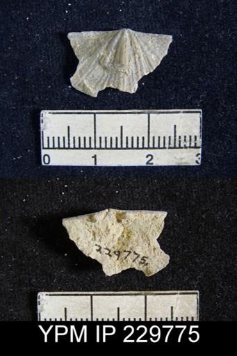 Neospirifer dunbari