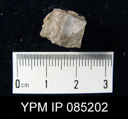 Atrypa reticularis