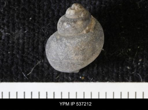 Viviparus montanaensis