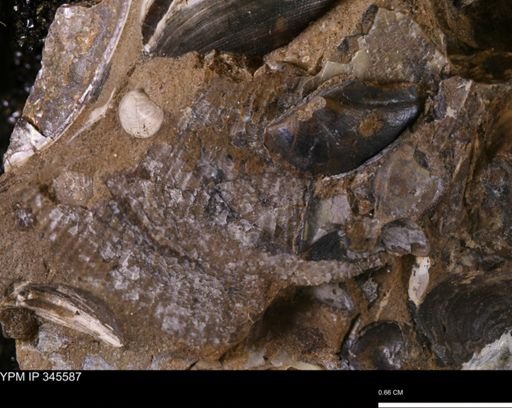 Oxytoma (Hypoxytoma) nebrascana