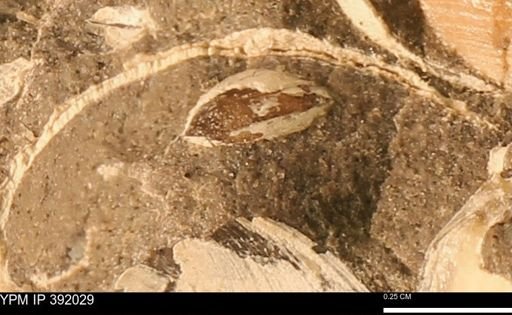 Protocardia sp.