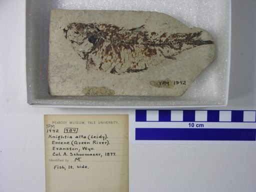 Knightia alta