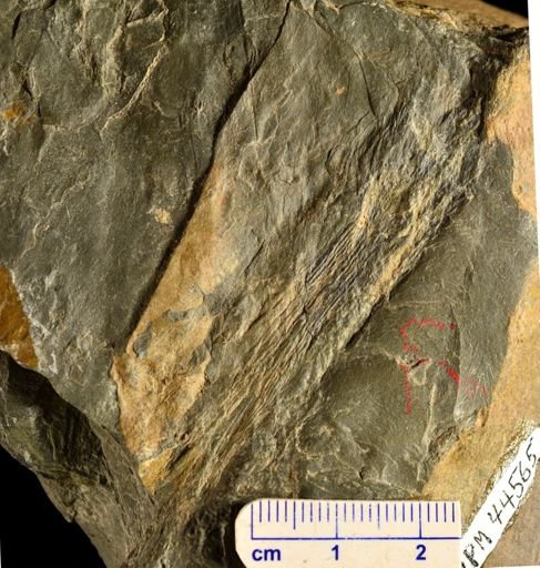 Eddya sullivanensis