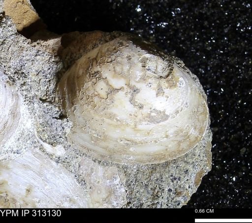 Corbicula