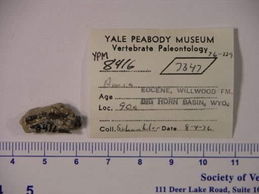 Amia sp.
