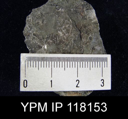 Dalmanella elegantula submedia