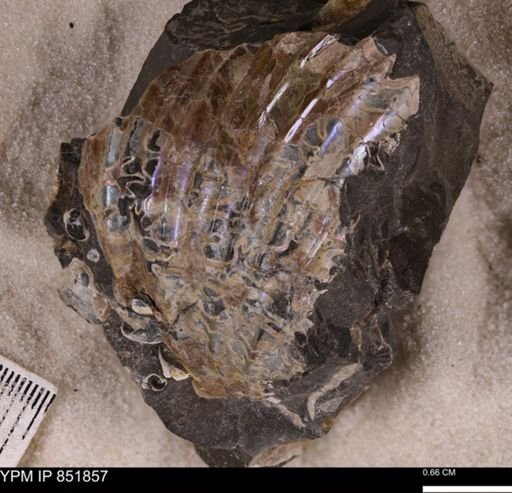 undet. Scaphitidae