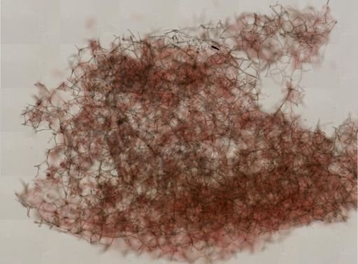 Haliclona oculata