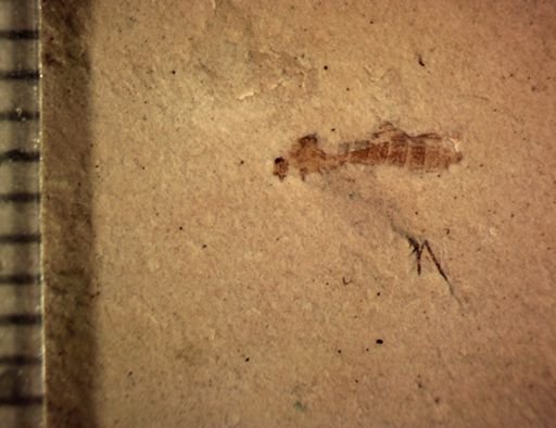 Diptera?