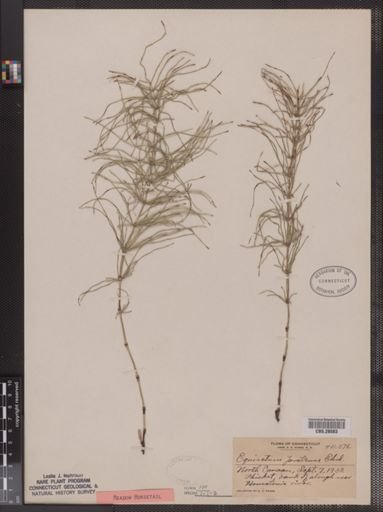 Equisetum pratense