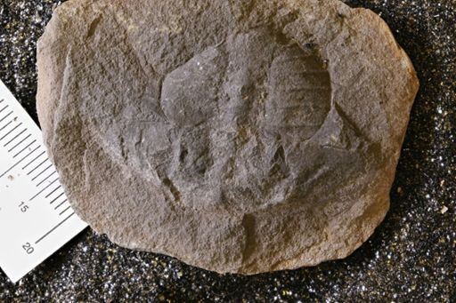 Euproops danae