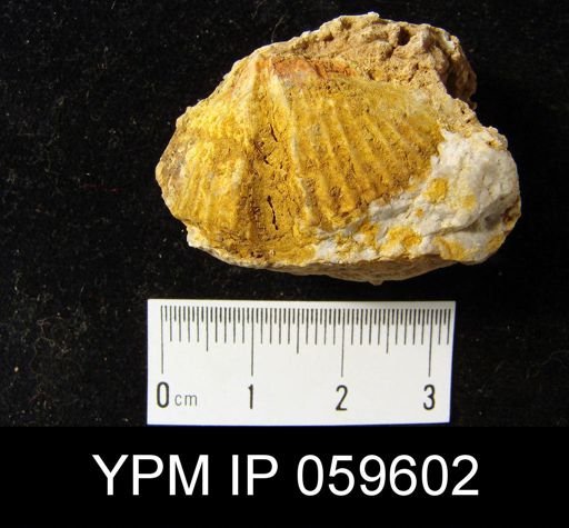 Spirifer hemicyclus
