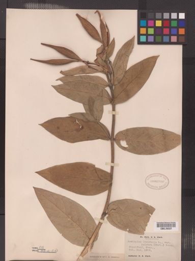 Asclepias incarnata pulchra
