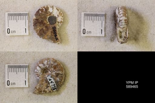 undet. Scaphitidae