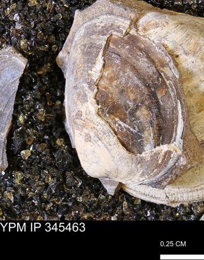 Limopsis striatopunctatus