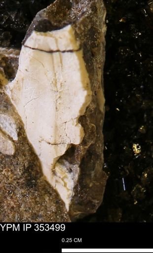Limopsis striatopunctatus
