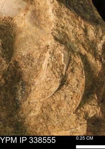 Protocardia subquadrata