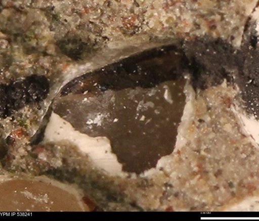 Corbulamella gregaria