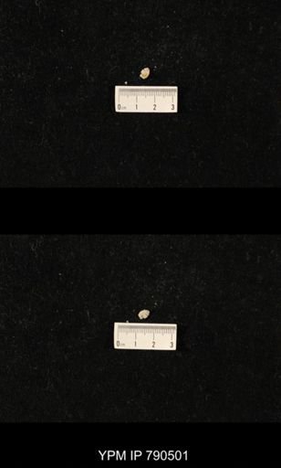 taxon undetermined