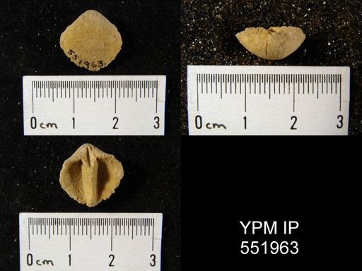 Gypidula multicostata