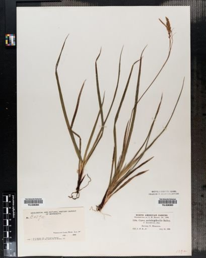 Carex arctata