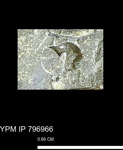 undet. Gastropoda