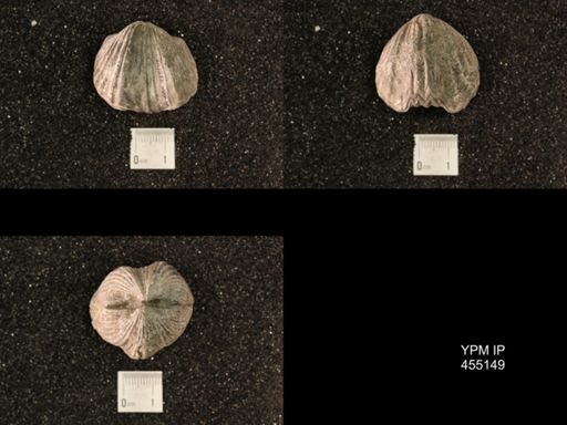 Platystrophia ponderosa