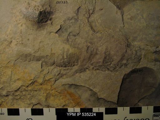 undet. Nautiloidea