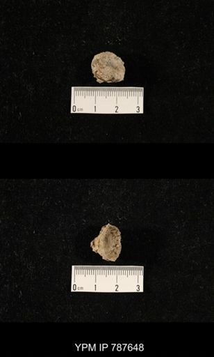 undet. Brachiopoda