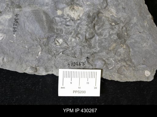 undet. Spiriferinida