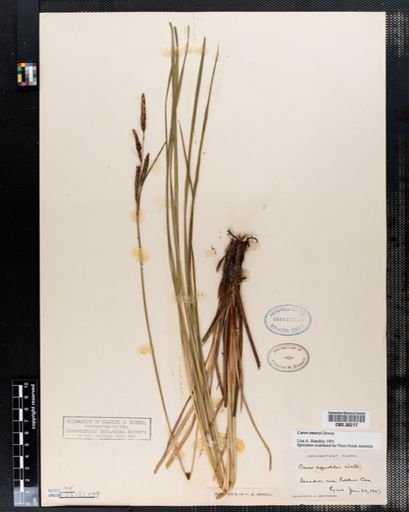 Carex emoryi