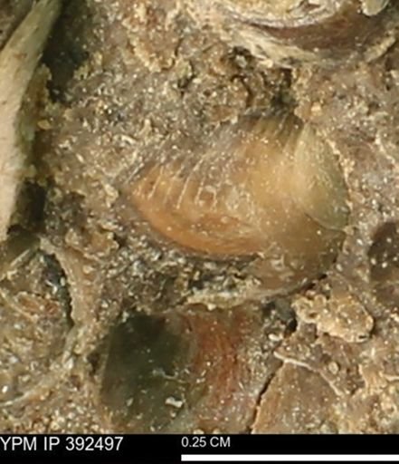 undet. Bivalvia