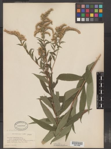 Solidago gigantea